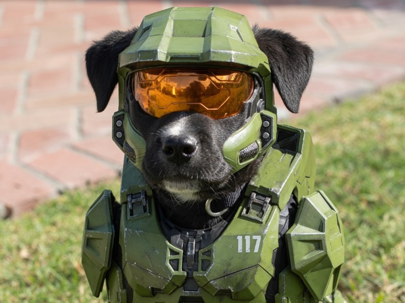 Inspired by the Spartan puppy halo